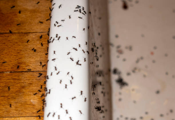 Best Termite Control Services  in Cienega Springs, AZ